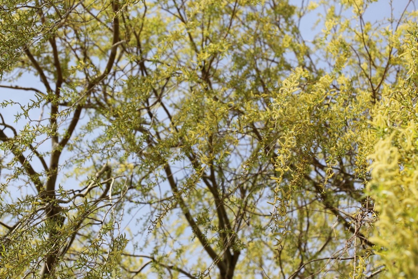 Placeholder — close-up of seasonal pollen on a leaf, representing hidden environmental allergy triggers