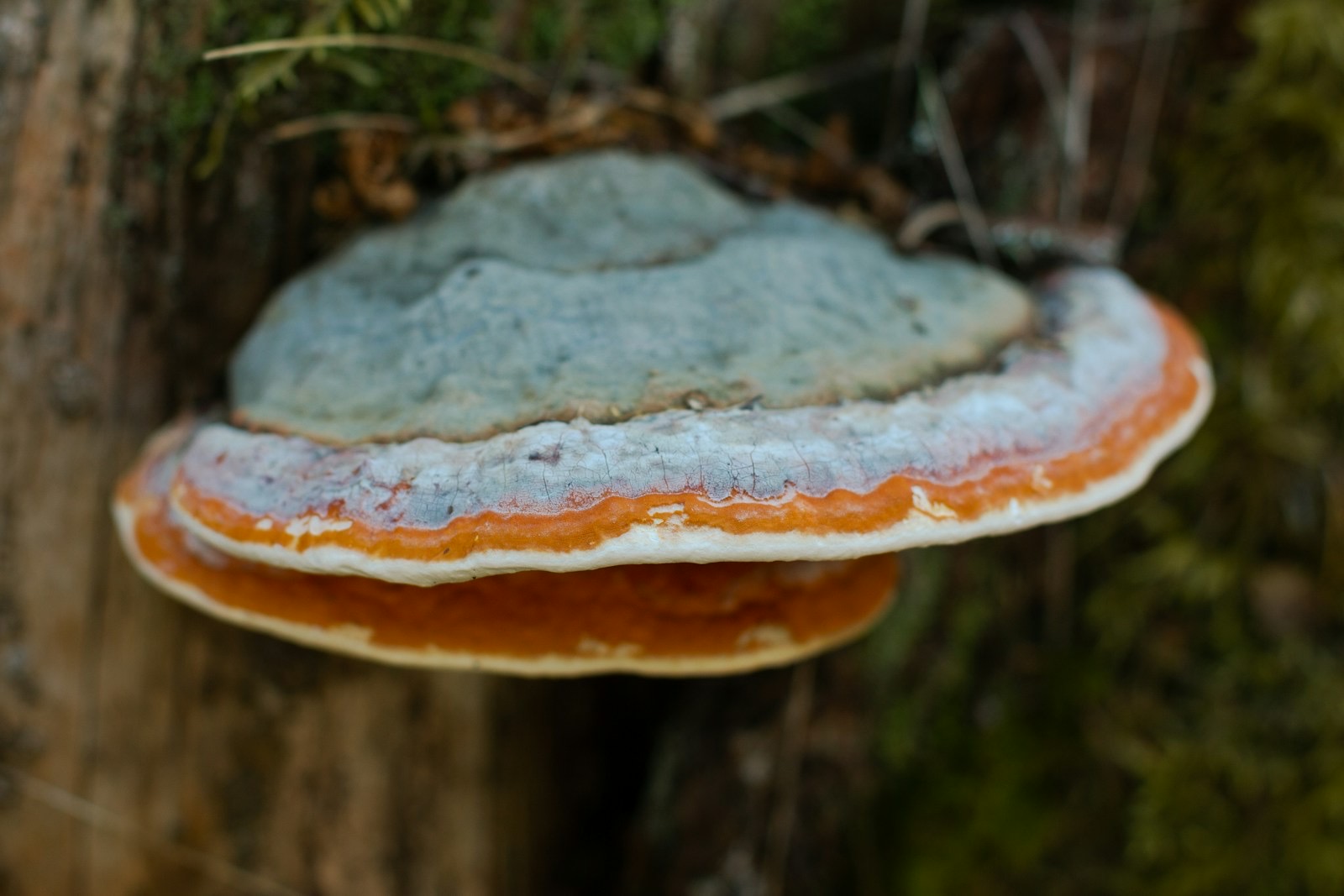 Close-up of a chaga mushroom growing on a tree in the woods